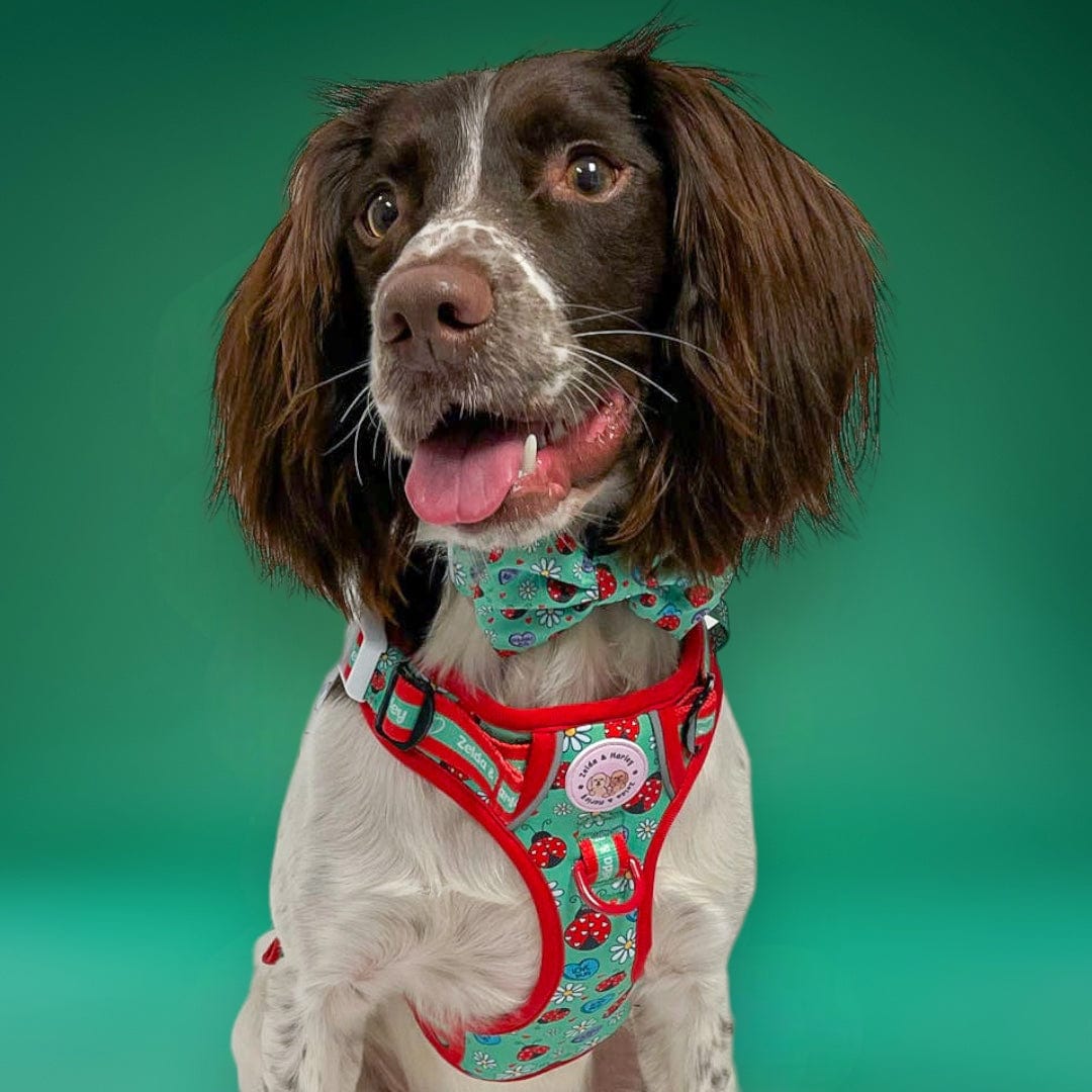 Zelda & Harley Harness Snuggle Bug - Adventure No Pull Harness