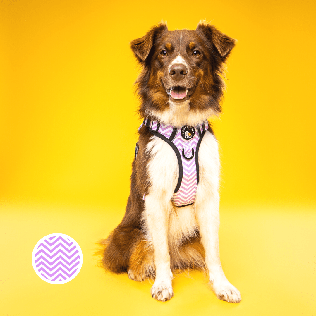 Zelda & Harley Harness Zig Zag Wag Pastel Purple - Adventure No Pull Harness