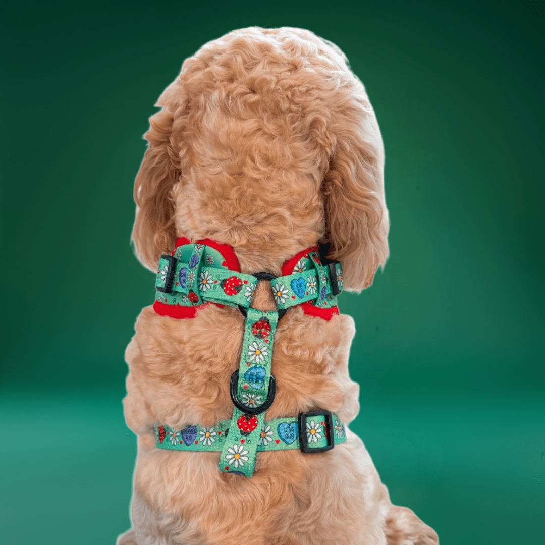 Zelda & Harley Harness Snuggle Bug - No Pull Adjustable Dog Harness